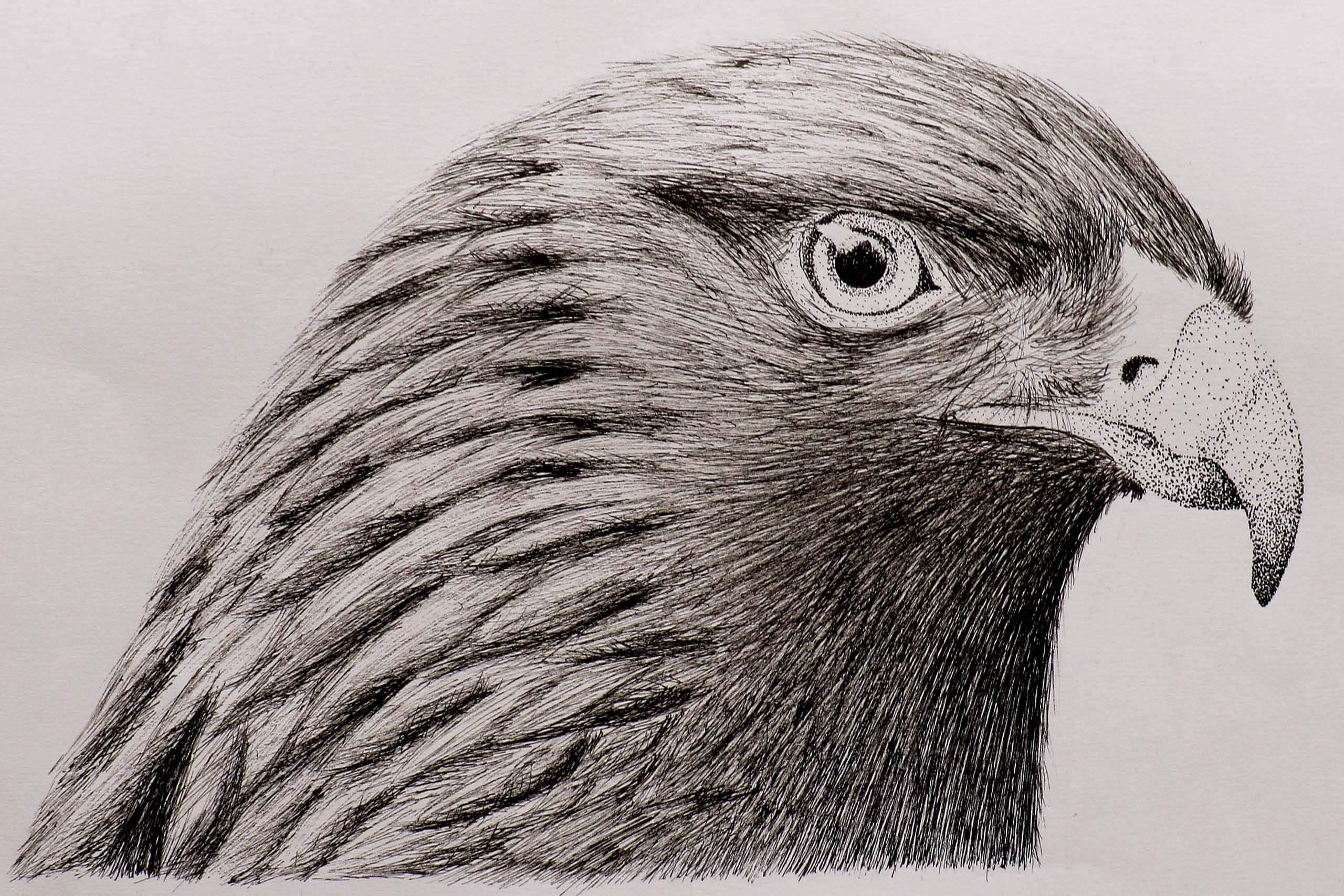 Bird drawing